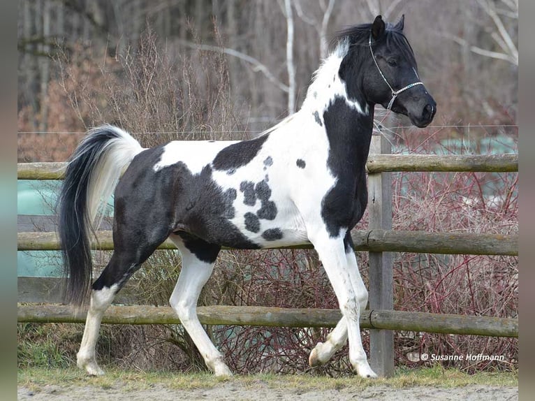 Mezzosangue Arabo Stallone 1 Anno 153 cm Tovero-tutti i colori in Mörsdorf