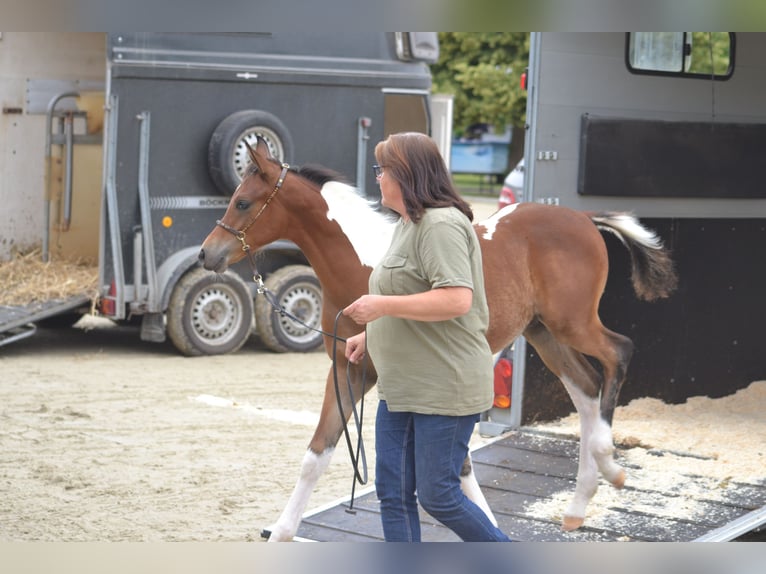 Mezzosangue Arabo Stallone 1 Anno 155 cm Baio in Steinheim