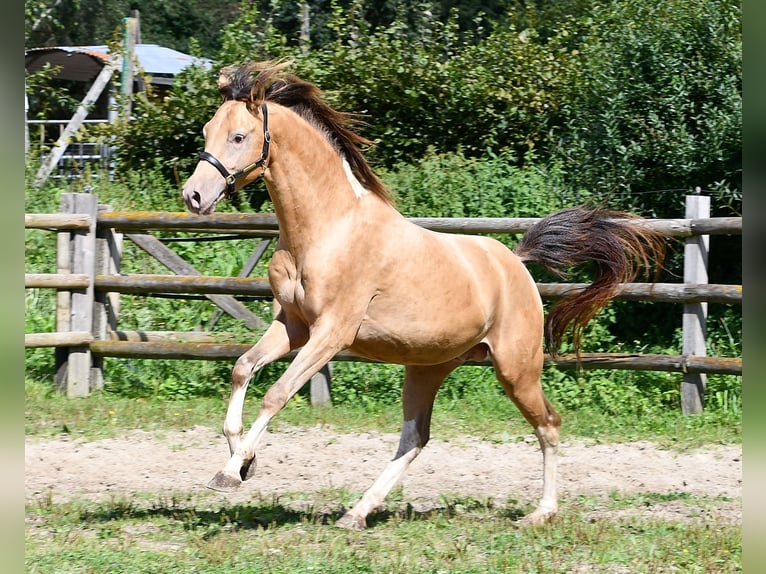 Mezzosangue Arabo Stallone 1 Anno 155 cm Champagne in Mörsdorf