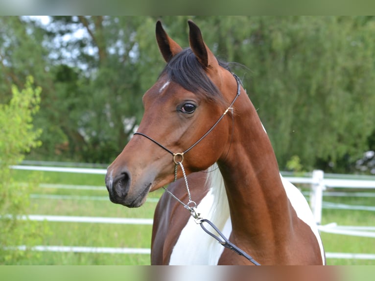 Mezzosangue Arabo Stallone 1 Anno 155 cm Pezzato in Steinheim