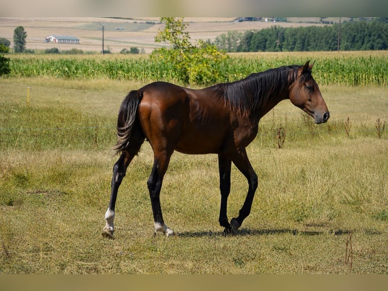 Mezzosangue Arabo Mix Stallone 1 Anno 160 cm Baio scuro in Harbouey