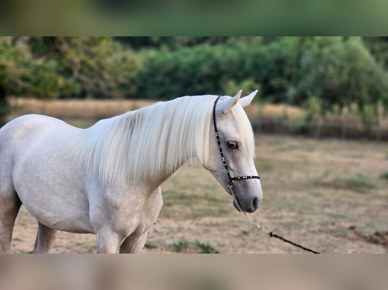 Mezzosangue Arabo Mix Stallone 2 Anni 131 cm Grigio in Visz