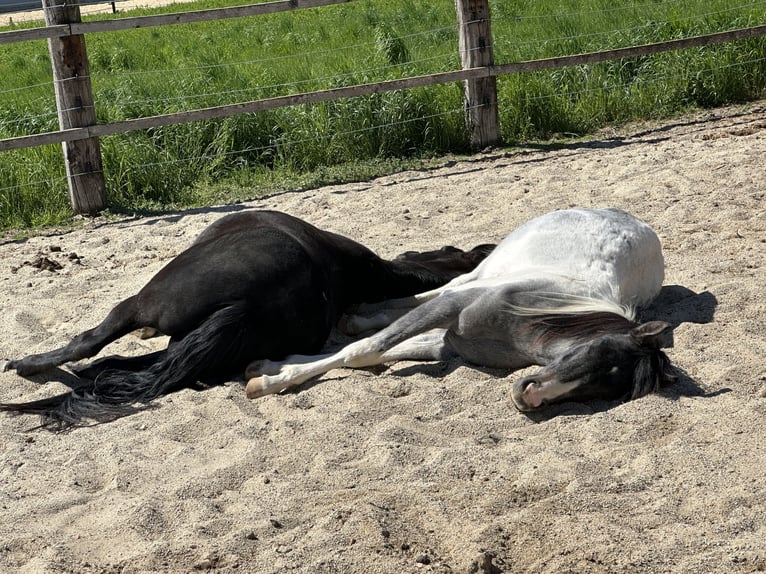 Mezzosangue Arabo Stallone 2 Anni 140 cm Pezzato in Höbersdorf