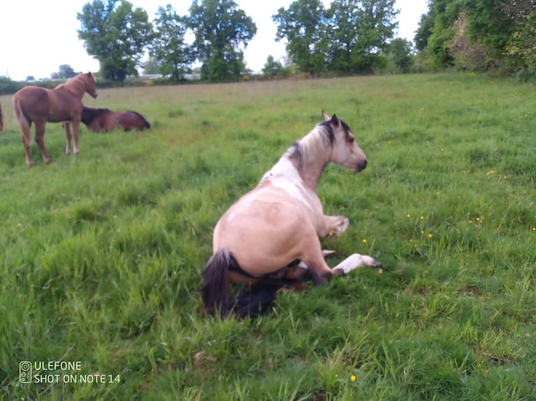 Mezzosangue Arabo Stallone 2 Anni 153 cm Tobiano-tutti i colori in Saint-Sylvain-dAnjou