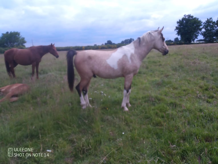 Mezzosangue Arabo Stallone 2 Anni 153 cm Tobiano-tutti i colori in Saint-Sylvain-dAnjou