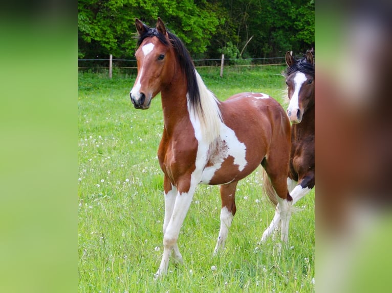 Mezzosangue Arabo Stallone 2 Anni 154 cm  in Blankenhain