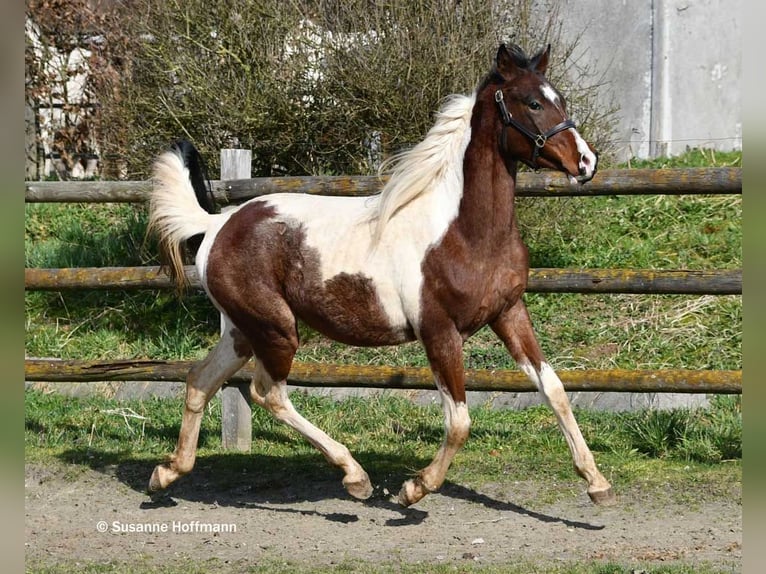 Mezzosangue Arabo Stallone 2 Anni 156 cm Tobiano-tutti i colori in Mörsdorf