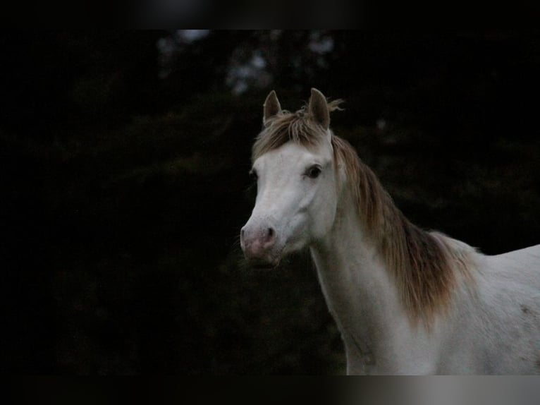 Mezzosangue Arabo Stallone 2 Anni 158 cm Champagne in goven