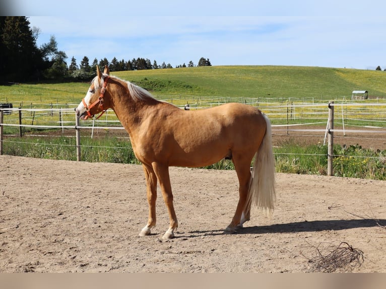 Mezzosangue Arabo Stallone 2 Anni  in Dauchingen