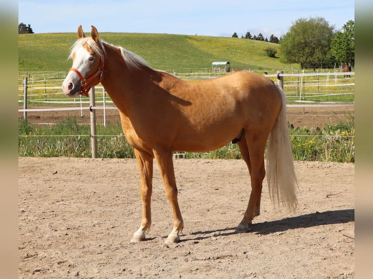 Mezzosangue Arabo Stallone 2 Anni  in Dauchingen