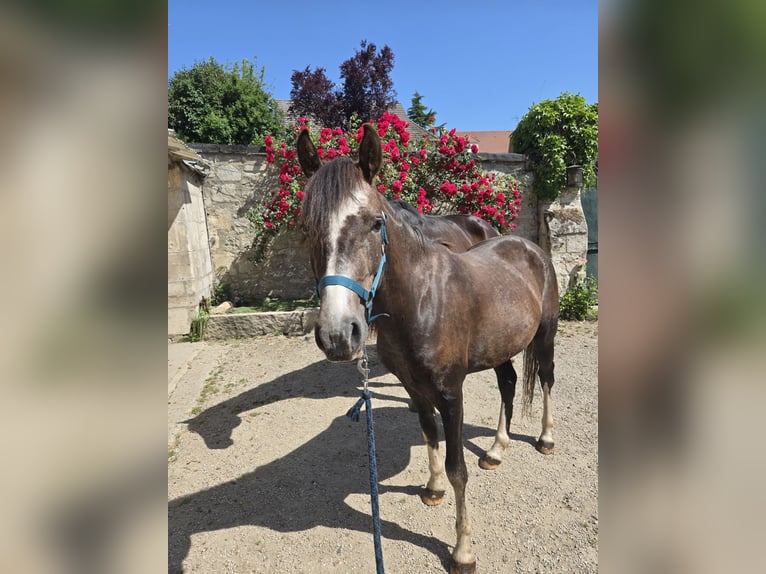 Mezzosangue Arabo Mix Stallone 3 Anni 147 cm Roano rosso in Chacrise