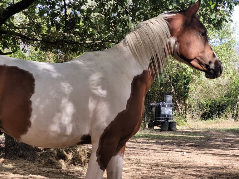 Mezzosangue Arabo Stallone 3 Anni 150 cm Tobiano-tutti i colori in Rousson
