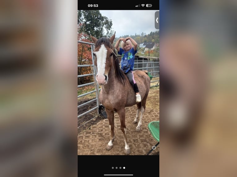 Mezzosangue Arabo Stallone 4 Anni 147 cm Roano rosso in Rotenburg an der Fulda