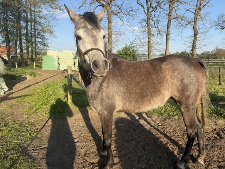 Mezzosangue Arabo Stallone 4 Anni 154 cm Grigio in Grote-Brogel