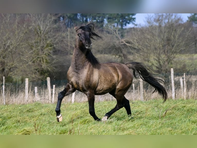 Mezzosangue Arabo Stallone 4 Anni 154 cm Grullo in Férel