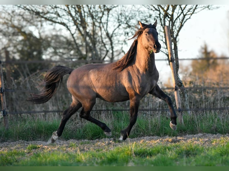 Mezzosangue Arabo Stallone 4 Anni 154 cm Grullo in Férel