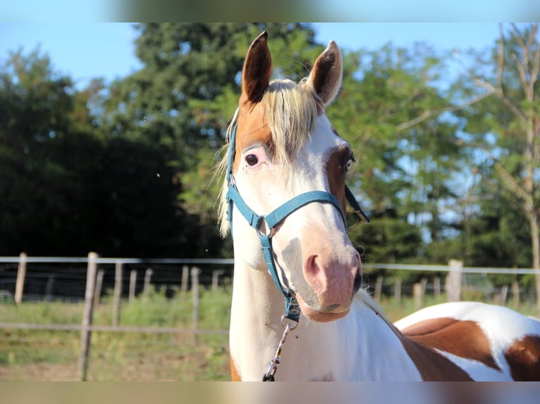 Mezzosangue Arabo Stallone 4 Anni 158 cm Tovero-tutti i colori in Saint-André-d'Huiriat