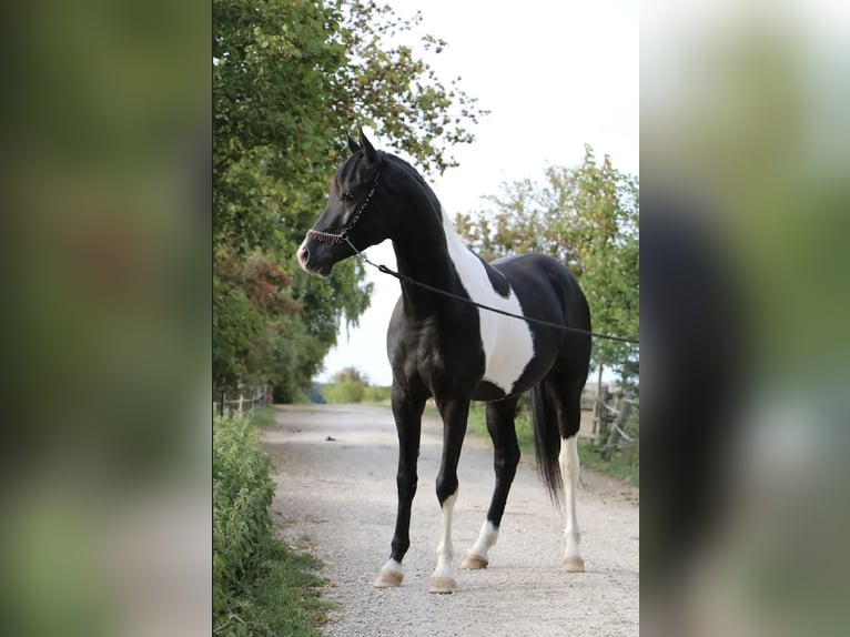 Mezzosangue Arabo Stallone 6 Anni 152 cm Tobiano-tutti i colori in Kösching
