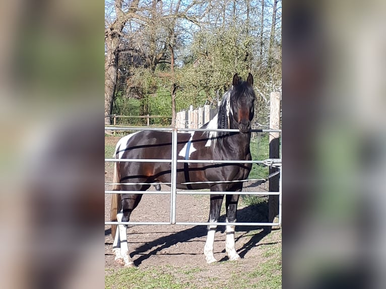 Mezzosangue Arabo Stallone 6 Anni 153 cm Tobiano-tutti i colori in Sulingen
