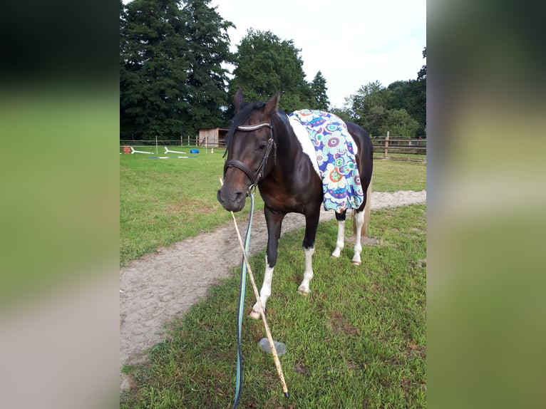 Mezzosangue Arabo Stallone 6 Anni 153 cm Tobiano-tutti i colori in Sulingen