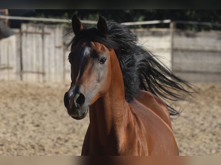 Mezzosangue Arabo Stallone 6 Anni 157 cm Baio in cornillon confoux