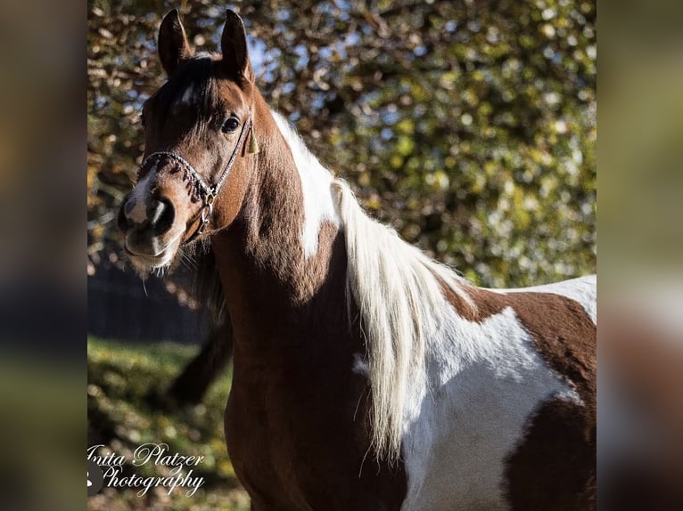 Mezzosangue Arabo Stallone 9 Anni 156 cm Pezzato in Nesselwang