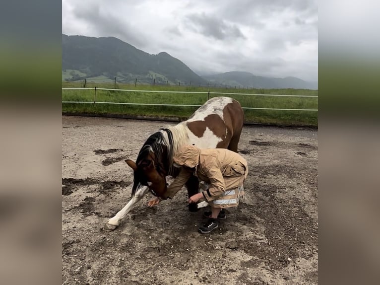 Mezzosangue Arabo Stallone 9 Anni 156 cm Pezzato in Nesselwang