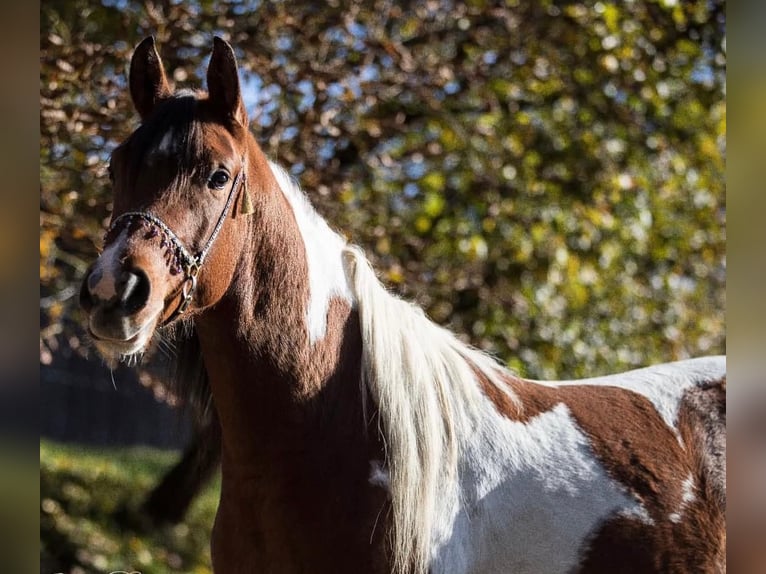 Mezzosangue Arabo Stallone 9 Anni 156 cm Pezzato in Nesselwang