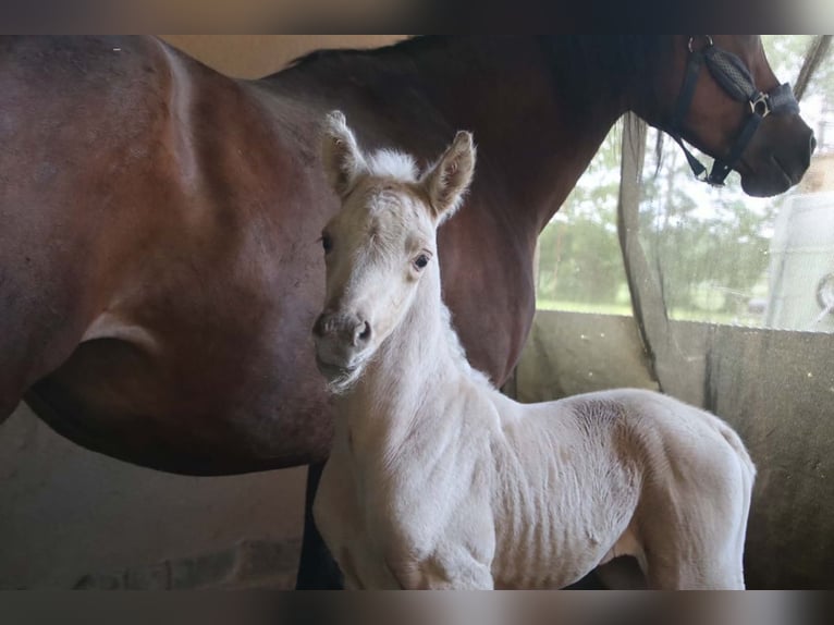 Mezzosangue Arabo Stallone Palomino in Coswig