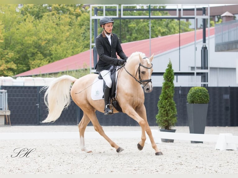 Mezzosangue Arabo Stallone Palomino in Coswig