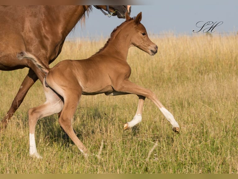 Mezzosangue Arabo Stallone Palomino in Coswig