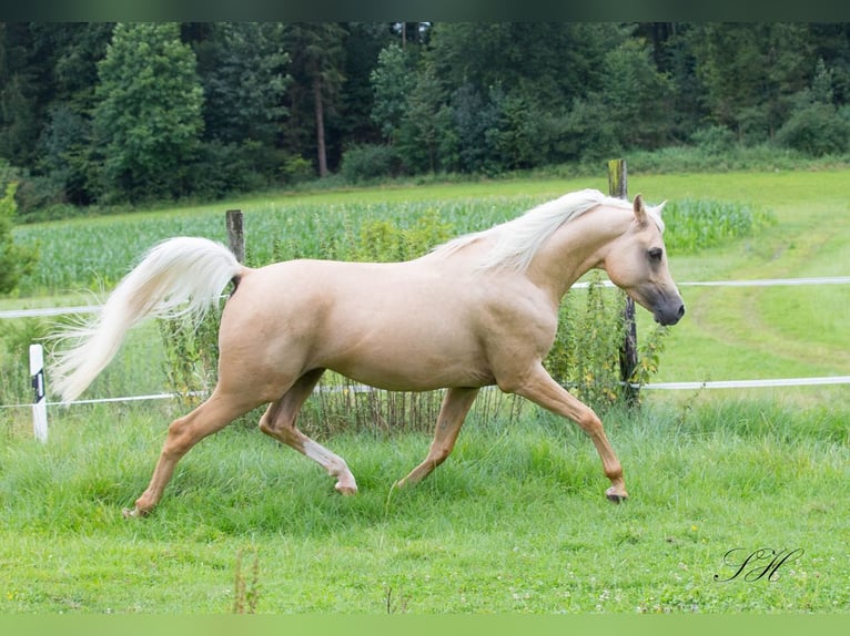 Mezzosangue Arabo Stallone Palomino in Coswig