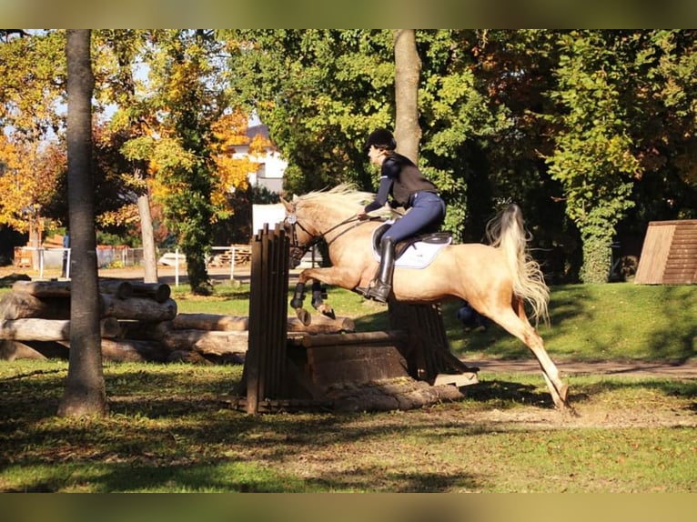 Mezzosangue Arabo Stallone Palomino in Keutschach am See