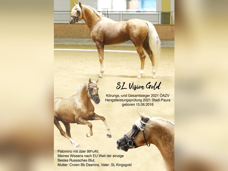 Mezzosangue Arabo Stallone Palomino in Keutschach am See