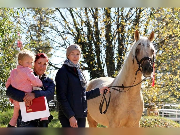 Mezzosangue Arabo Stallone Palomino in Keutschach am See