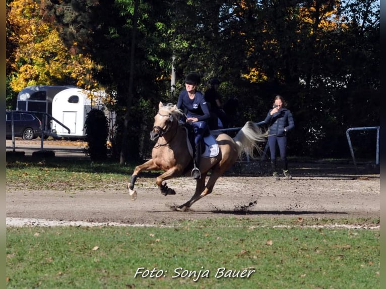Mezzosangue Arabo Stallone Palomino in Keutschach am See