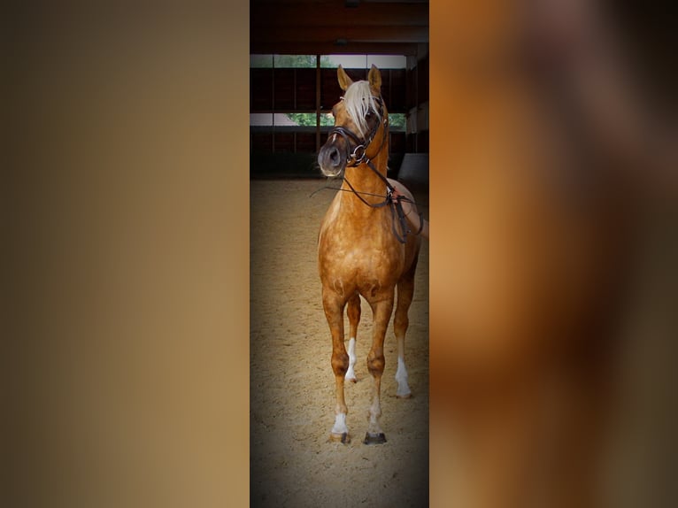 Mezzosangue Arabo Stallone Palomino in Keutschach am See