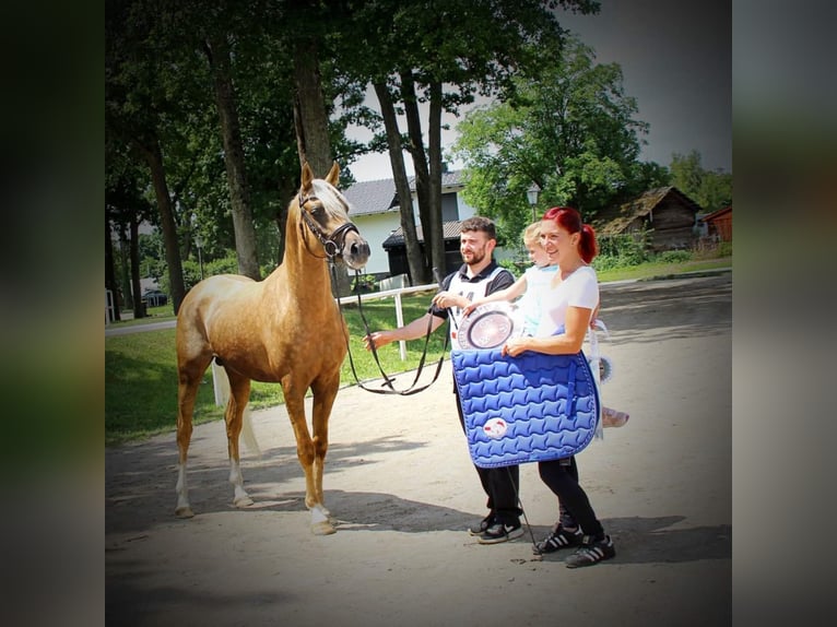 Mezzosangue Arabo Stallone Palomino in Keutschach am See