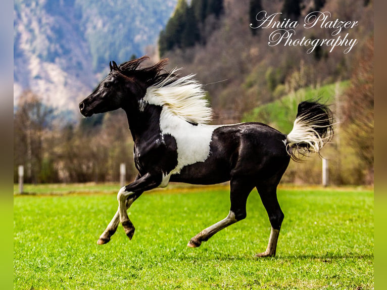 Mezzosangue Arabo Stallone Pezzato in Rauris