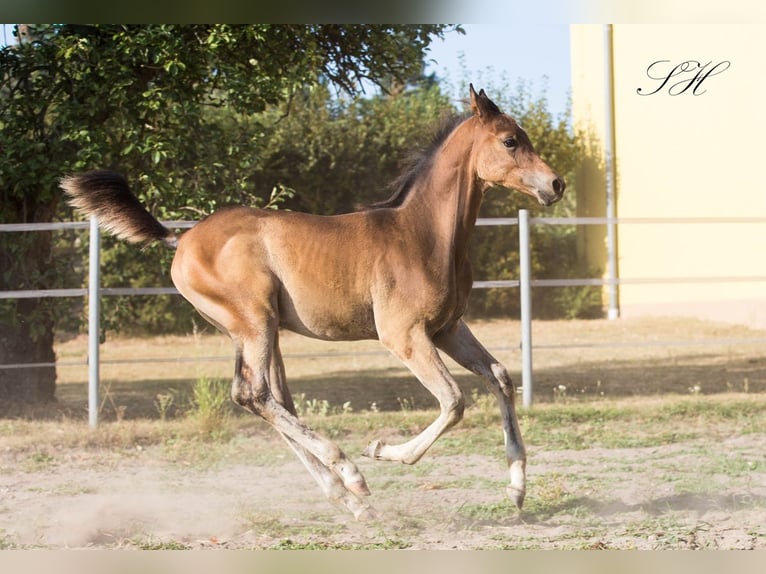 Mezzosangue Arabo Stallone Puledri
 (06/2024) 154 cm in Coswig (Anhalt)