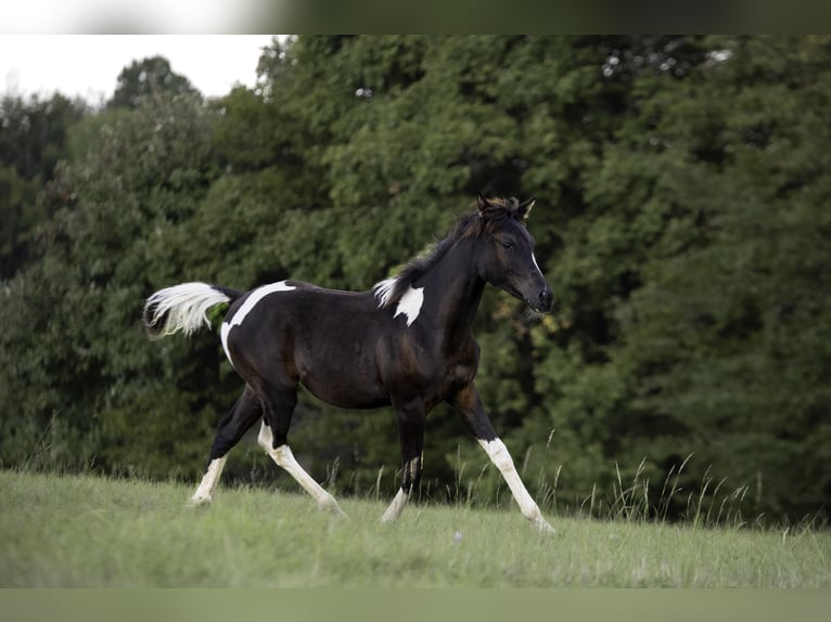 Mezzosangue Arabo Stallone Puledri (02/2025) 155 cm Tobiano-tutti i colori in Banská Bystrica Mezzosangue Arabo Stallone Puledri (02/2025) 155 cm Tobiano-tutti i colori in Banská Bystrica