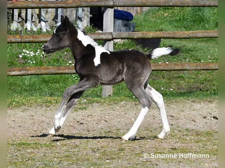 Mezzosangue Arabo Stallone Puledri (03/2026) 156 cm Tobiano-tutti i colori in Mörsdorf