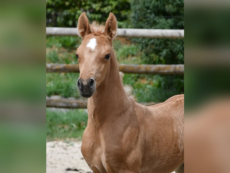Mezzosangue Arabo Stallone Puledri (06/2026) 159 cm Palomino in Mörsdorf