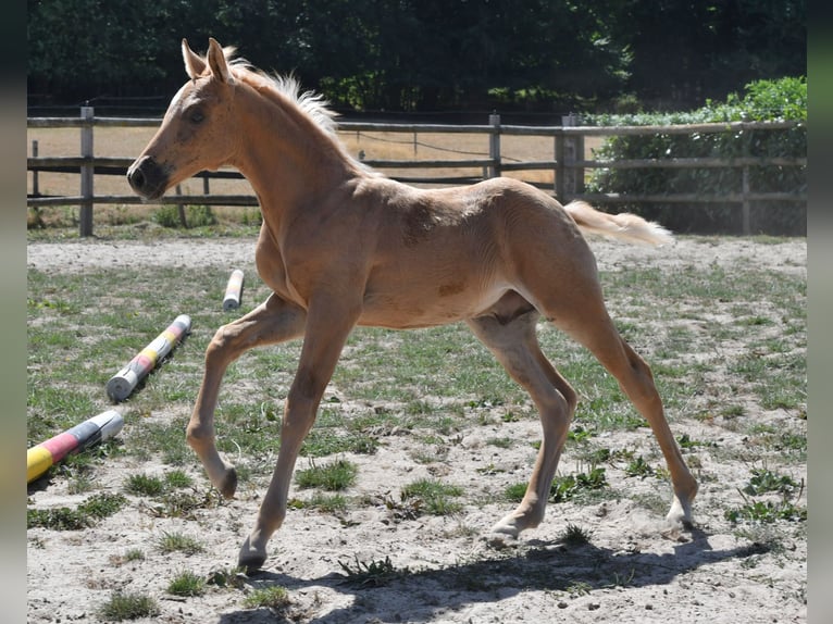 Mezzosangue Arabo Stallone Puledri (06/2026) 159 cm Palomino in Mörsdorf
