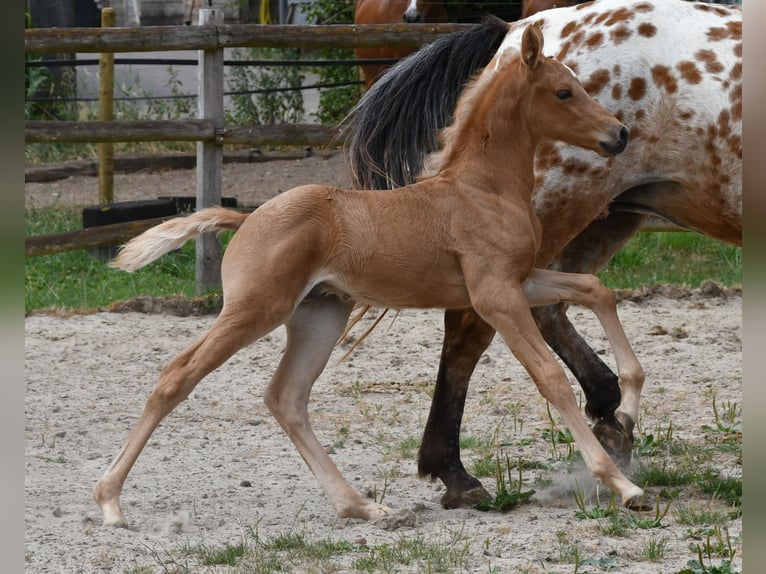 Mezzosangue Arabo Stallone Puledri (06/2026) 159 cm Palomino in Mörsdorf