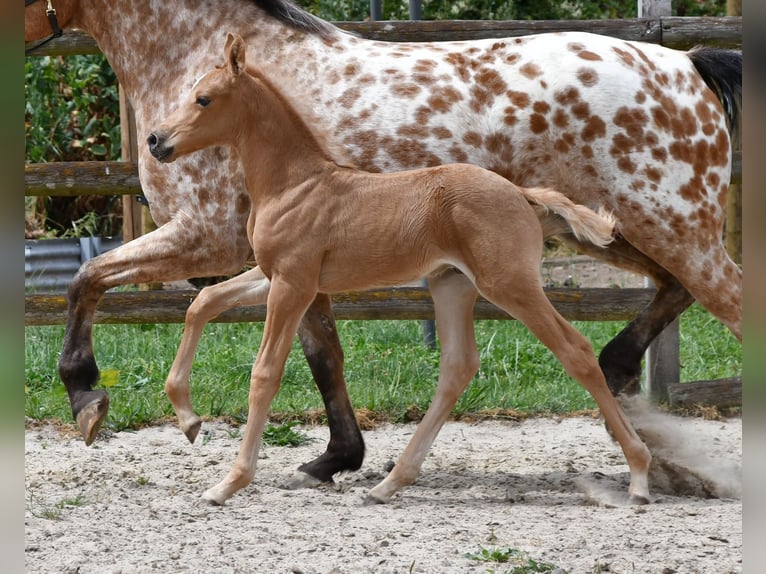 Mezzosangue Arabo Stallone Puledri (06/2026) 159 cm Palomino in Mörsdorf