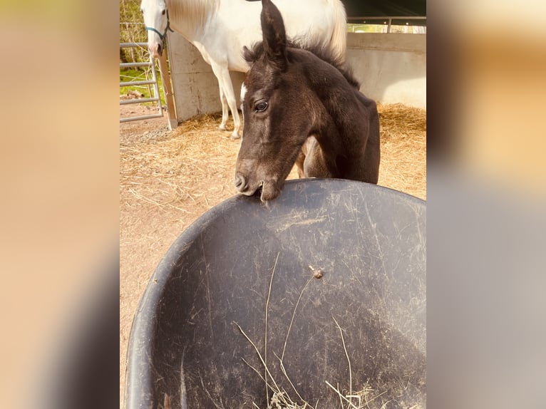 Mezzosangue Arabo Stallone Puledri (04/2026) 160 cm Può diventare grigio in Enkenbach-Alsenborn