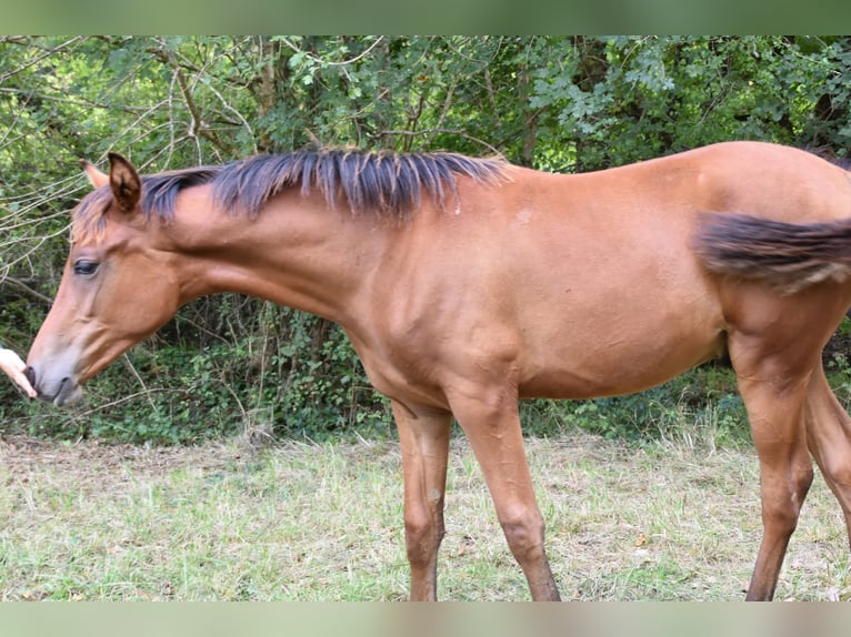 Mezzosangue Arabo Stallone Puledri (03/2025) Baio in Mouzieys Panens