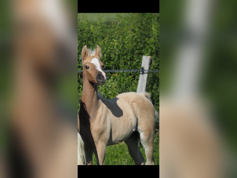 Mezzosangue Arabo Stallone Puledri (04/2026) Palomino in MORNAY