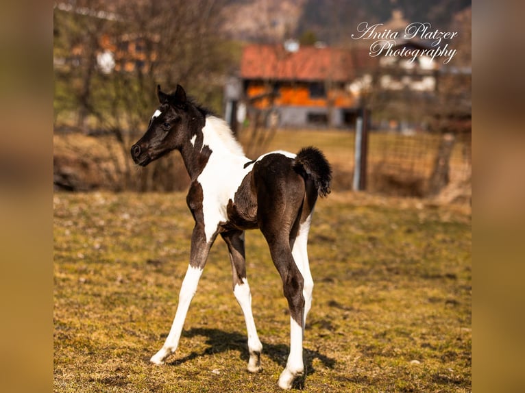 Mezzosangue Arabo Stallone Puledri (03/2026) Pezzato in Rauris